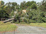 A fallen tree blocking a driveway after Hurricane Helene.