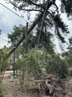 A fallen tree resting on power lines after Hurricane Helene.