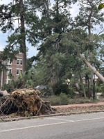 Uprooted and damaged trees after Hurricane Helene.