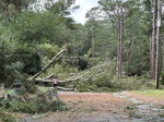 Trees blocking a street after Hurricane Helene.