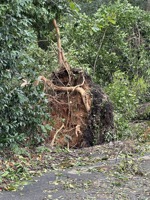 The root bulb of an uprooted tree after Hurricane Helene.