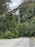 Fallen trees completely blocking a road after Hurricane Helene.