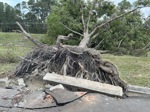 An uprooted tree and damaged pavement after Hurricane Helene.